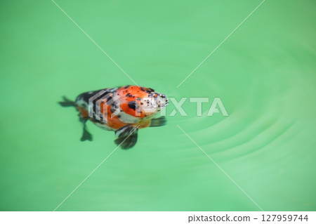 東錦 (Azumanishiki) 東錦 (Azumanishiki) 127959744