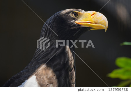 虎頭海鵰的頭部 127959788