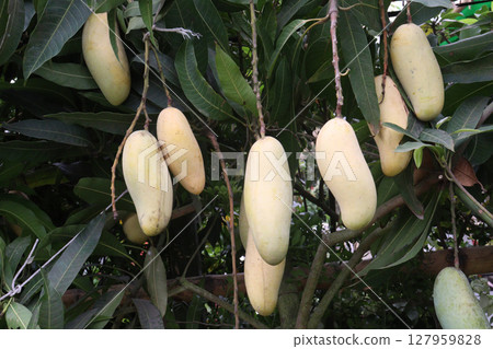 mango on tree in farm for sell 127959828