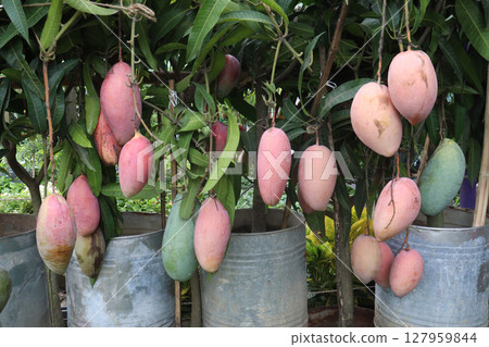 mango on tree in farm for sell 127959844