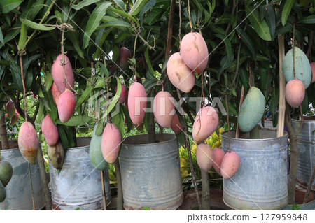 mango on tree in farm for sell mango on tree in farm for sell 127959848