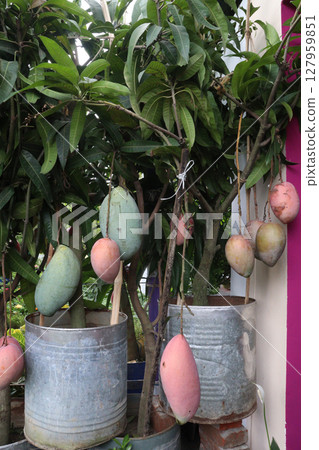 mango on tree in farm for sell 127959851