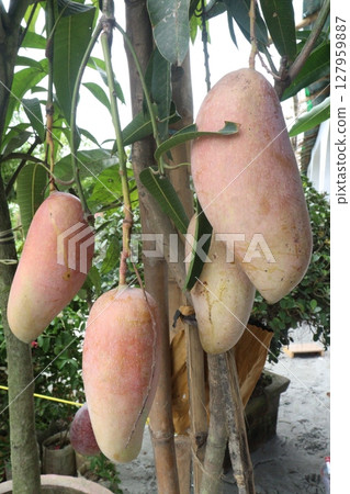mango on tree in farm for sell 127959887