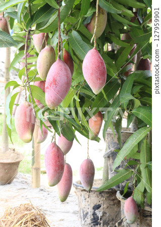 mango on tree in farm for sell 127959901