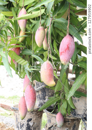 mango on tree in farm for sell 127959902