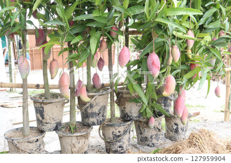 mango on tree in farm for sell mango on tree in farm for sell 127959904