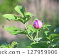 The safflower mountain peony of Kannonmine 127959906
