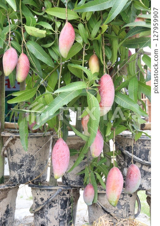 mango on tree in farm for sell 127959907