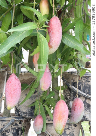 mango on tree in farm for sell 127959908