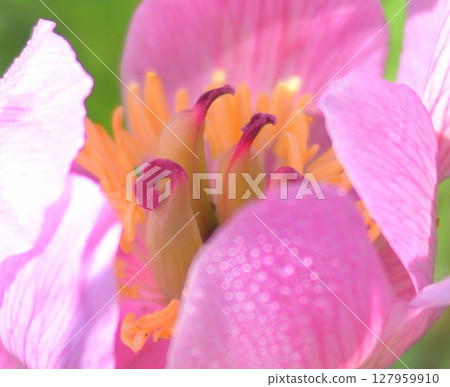 The safflower mountain peony of Kannonmine 127959910