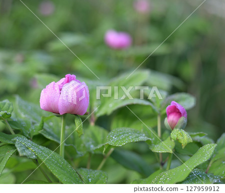 The safflower mountain peony of Kannonmine The safflower mountain peony of Kannonmine 127959912