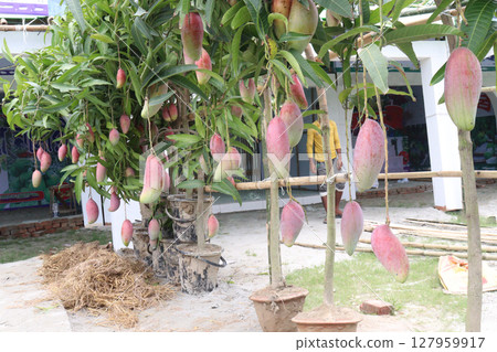 mango on tree in farm for sell 127959917
