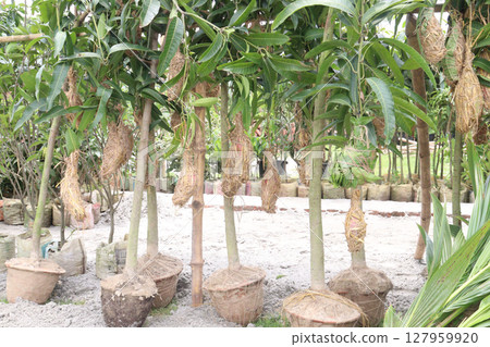 mango on tree in farm for sell mango on tree in farm for sell 127959920