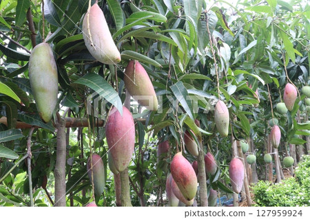mango on tree in farm for sell 127959924