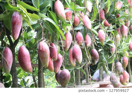 mango on tree in farm for sell 127959927