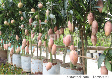mango on tree in farm for sell 127959932