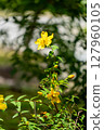 A single, elegant yellow flower 127960105