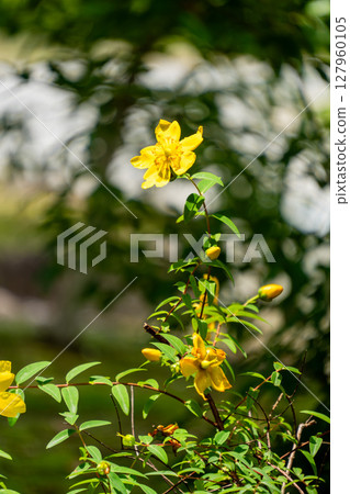 一朵優雅的黃色花朵 一朵優雅的黃色花朵 127960105