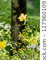 A single yellow flower blooming in the park 127960109
