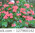 Nishi-Odai mountain azalea 127960142