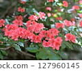 Nishi-Odai mountain azalea 127960145