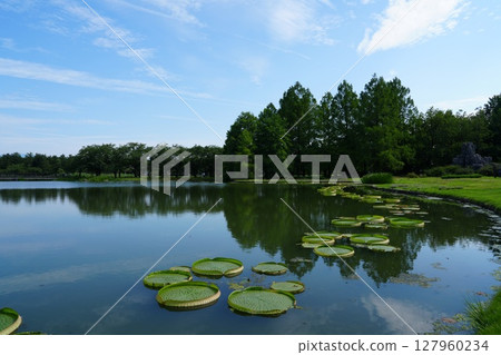 Water lilies in the Toyama Prefectural Central Botanical Garden 127960234