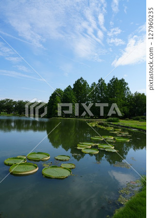 富山縣中央植物園的睡蓮 富山縣中央植物園的睡蓮 127960235