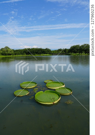 Water lilies in the Toyama Prefectural Central Botanical Garden Water lilies in the Toyama Prefectural Central Botanical Garden 127960236