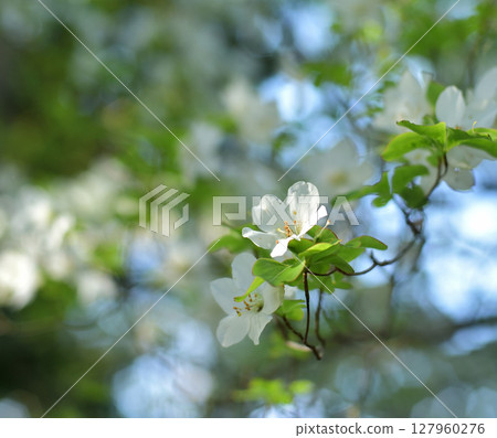 White rhododendrons on the Omine Okugake Trail 127960276
