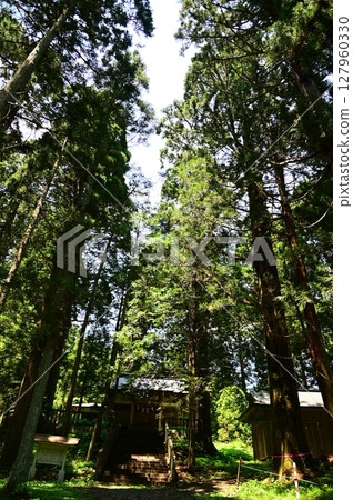 The cedar trees at Mizubun Shrine 127960330