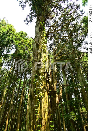 The cedar trees at Mizubun Shrine The cedar trees at Mizubun Shrine 127960332