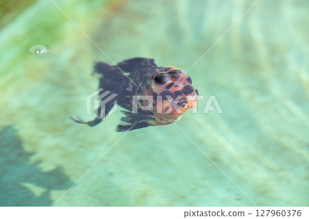 Edonishiki 127960376