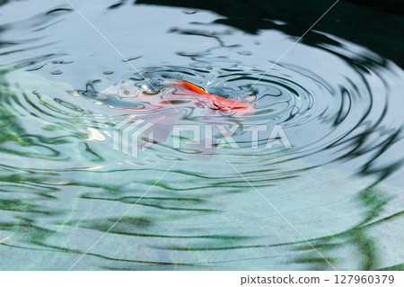 琉金 琉金 127960379