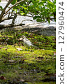 A bird on the grass 127960474
