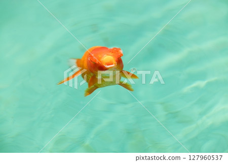 花房 (Hanafusa) 花房 (Hanafusa) 127960537