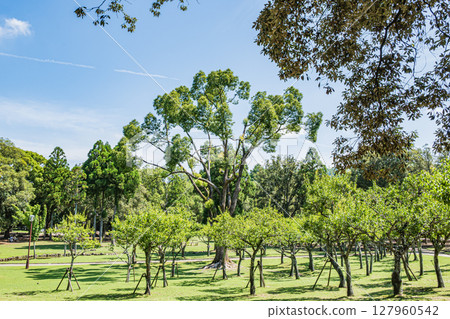奈良公園的朝兒原庭園 127960542