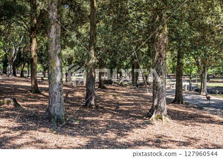 奈良公園的朝兒原庭園 127960544
