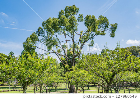 Asajigahara Garden in Nara Park 127960549
