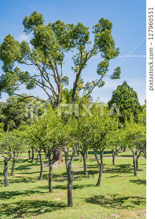 Asajigahara Garden in Nara Park Asajigahara Garden in Nara Park 127960551