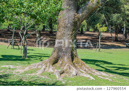 奈良公園的朝兒原庭園 127960554