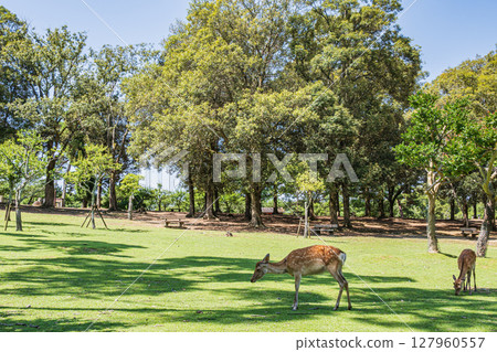 奈良公園的朝兒原庭園 奈良公園的朝兒原庭園 127960557