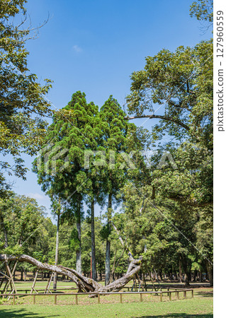 Asajigahara Garden in Nara Park 127960559