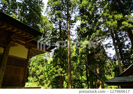 Mizubun Shrine surrounded by cedar trees Mizubun Shrine surrounded by cedar trees 127960617