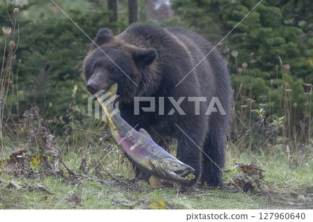 棕熊捕獲大鮭魚 棕熊捕獲大鮭魚 127960640