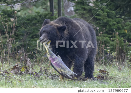棕熊捕獲大鮭魚 127960677