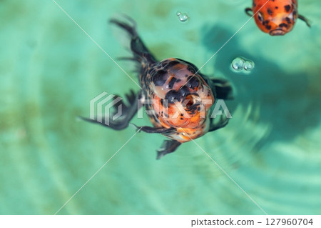 Azuma Nishiki Azuma Nishiki 127960704