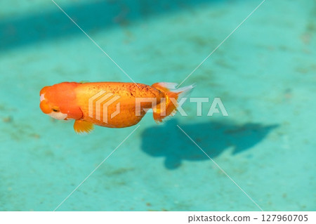 蘭壽 蘭壽 127960705