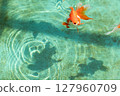 琉金 127960709