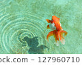 琉金 127960710