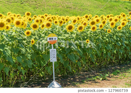 Bus stop in front of the sunflower field 127960739
